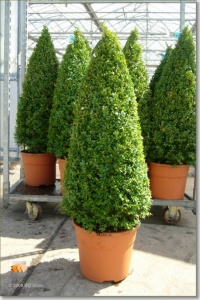 Buxus Pyramid £49 each or 2 for £90